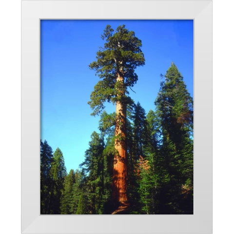 CA, Sierra Nevada Old-growth Sequoia Tree White Modern Wood Framed Art Print by Talbot Frank, Christopher