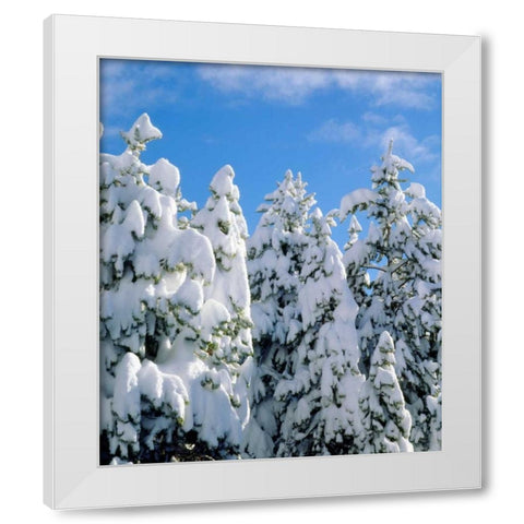 CA, Sierra Nevada Snowy trees in the Sierras White Modern Wood Framed Art Print by Talbot Frank, Christopher