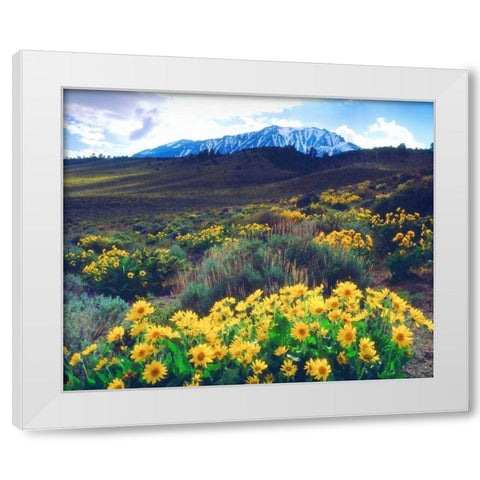 California, Sierra Nevada Flowers in the Sierras White Modern Wood Framed Art Print by Talbot Frank, Christopher