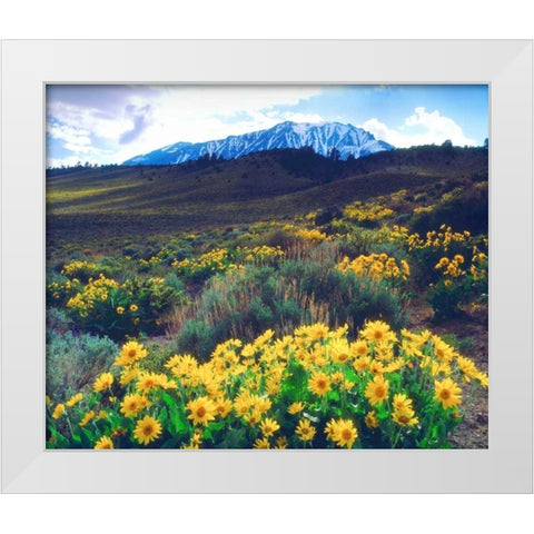California, Sierra Nevada Flowers in the Sierras White Modern Wood Framed Art Print by Talbot Frank, Christopher