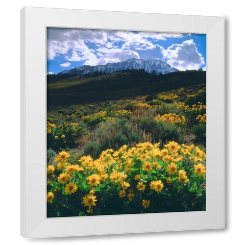 California, Sierra Nevada Flowers in the Sierras White Modern Wood Framed Art Print by Talbot Frank, Christopher