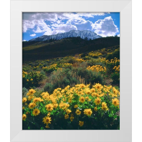 California, Sierra Nevada Flowers in the Sierras White Modern Wood Framed Art Print by Talbot Frank, Christopher