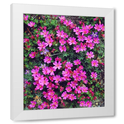 California, Sierra Nevada Flowers in the Sierras White Modern Wood Framed Art Print by Talbot Frank, Christopher