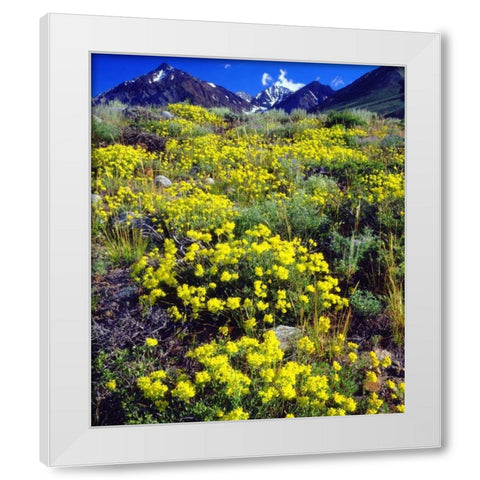 CA, Sierra Nevada flowers in the High Sierra White Modern Wood Framed Art Print by Talbot Frank, Christopher