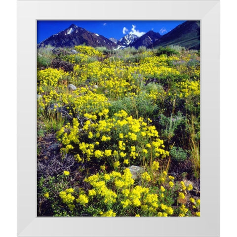 CA, Sierra Nevada flowers in the High Sierra White Modern Wood Framed Art Print by Talbot Frank, Christopher