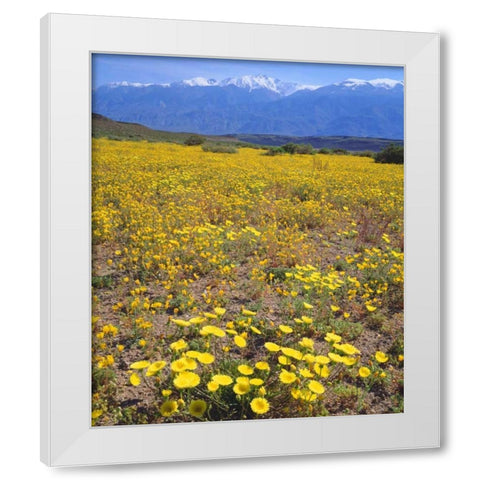 CA, Sierra Nevada flowers in the Owens Valley White Modern Wood Framed Art Print by Talbot Frank, Christopher