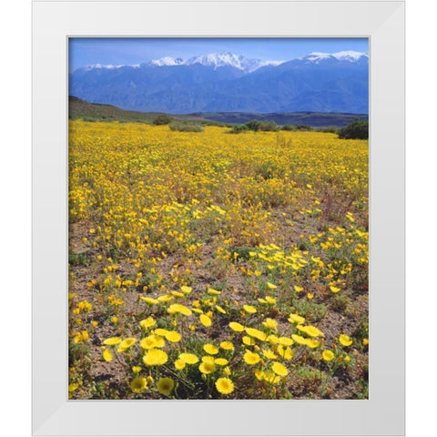 CA, Sierra Nevada flowers in the Owens Valley White Modern Wood Framed Art Print by Talbot Frank, Christopher