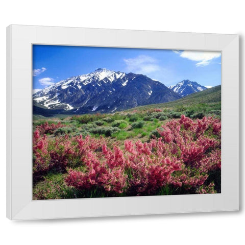 California, Sierra Nevada flowers in the Sierras White Modern Wood Framed Art Print by Talbot Frank, Christopher