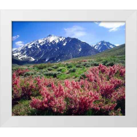 California, Sierra Nevada flowers in the Sierras White Modern Wood Framed Art Print by Talbot Frank, Christopher
