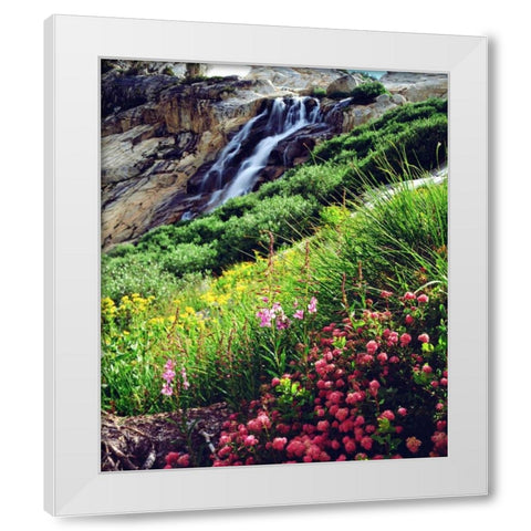 California, Sierra Nevada flowers in the Sierras White Modern Wood Framed Art Print by Talbot Frank, Christopher
