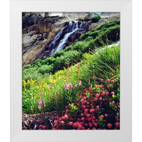 California, Sierra Nevada flowers in the Sierras White Modern Wood Framed Art Print by Talbot Frank, Christopher
