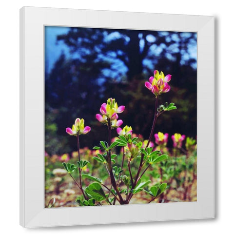 California, Sierra Nevada flowers in the Sierras White Modern Wood Framed Art Print by Talbot Frank, Christopher