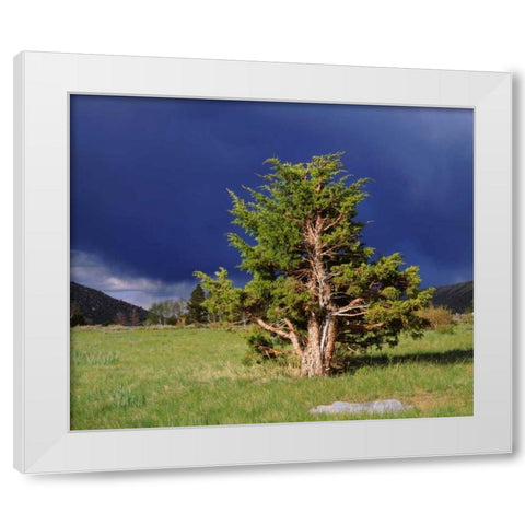 CA, Sierra Nevada Juniper trees and storm clouds White Modern Wood Framed Art Print by Talbot Frank, Christopher