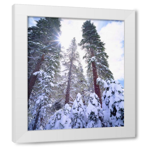 California, High Sierra, Snow-covered Red Fir White Modern Wood Framed Art Print by Talbot Frank, Christopher
