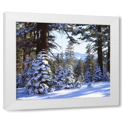 California, High Sierra, Snow-covered Red Fir White Modern Wood Framed Art Print by Talbot Frank, Christopher
