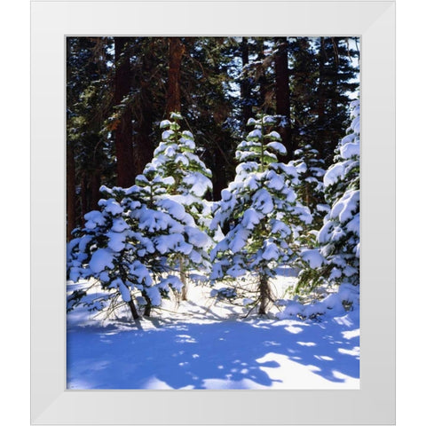 California, High Sierra, Snow-covered Red Fir White Modern Wood Framed Art Print by Talbot Frank, Christopher