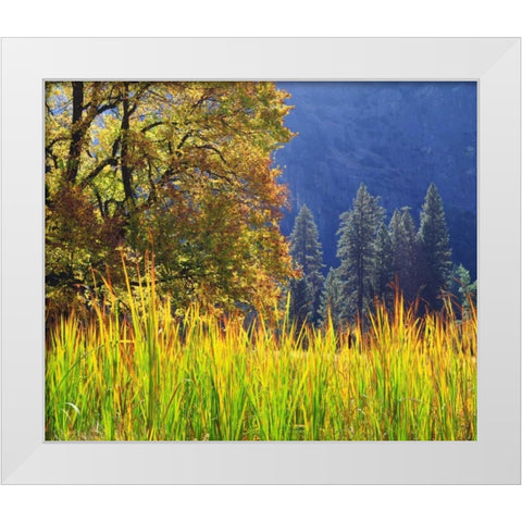 California, Yosemite Oak with autumn foliage White Modern Wood Framed Art Print by Talbot Frank, Christopher