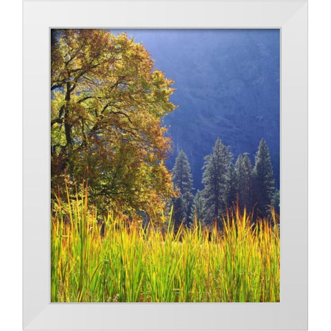California, Yosemite Oak with autumn foliage White Modern Wood Framed Art Print by Talbot Frank, Christopher