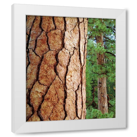 USA, California, Yosemite NP Ponderosa Pine White Modern Wood Framed Art Print by Talbot Frank, Christopher