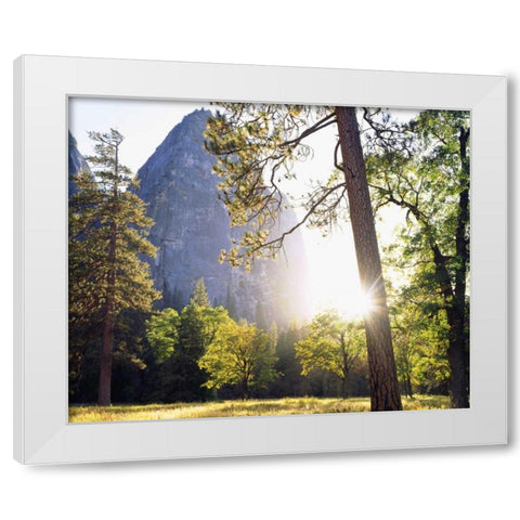 California, Yosemite Sunset through the forest White Modern Wood Framed Art Print by Talbot Frank, Christopher