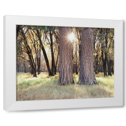 California, Yosemite Sunset through the forest White Modern Wood Framed Art Print by Talbot Frank, Christopher