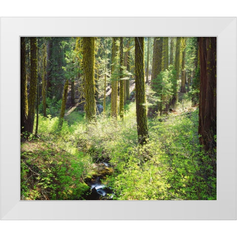 CA, A lush forest in the Western High Sierra White Modern Wood Framed Art Print by Talbot Frank, Christopher