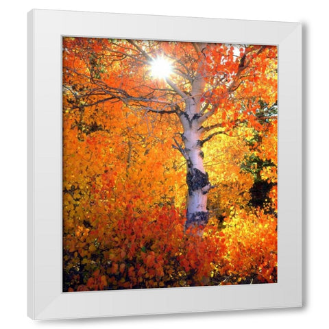 CA, Autumn of aspen trees in the Sierra Nevada White Modern Wood Framed Art Print by Talbot Frank, Christopher