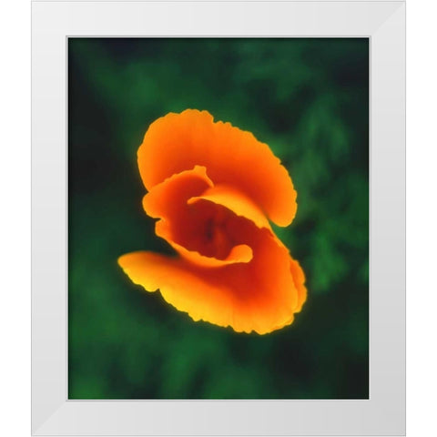 CA, California Poppy, the official state flower White Modern Wood Framed Art Print by Talbot Frank, Christopher