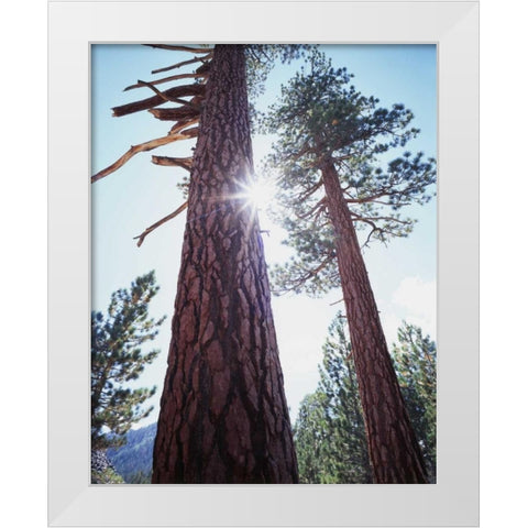 CA, Ponderosa Pine trees in the High Sierra White Modern Wood Framed Art Print by Talbot Frank, Christopher