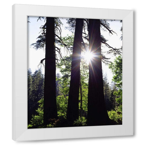 CA, Old-growth Red Fir trees in the High Sierra White Modern Wood Framed Art Print by Talbot Frank, Christopher
