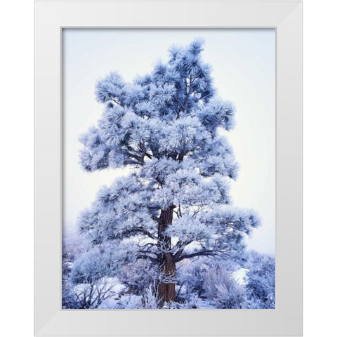 CA, Sierra Nevada Frost-covered Jeffrey Pine White Modern Wood Framed Art Print by Flaherty, Dennis