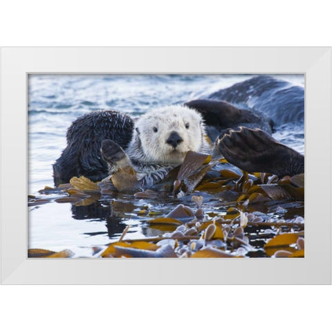 CA, San Luis Obispo, Sea otter wrapped in kelp White Modern Wood Framed Art Print by Illg, Cathy and Gordon