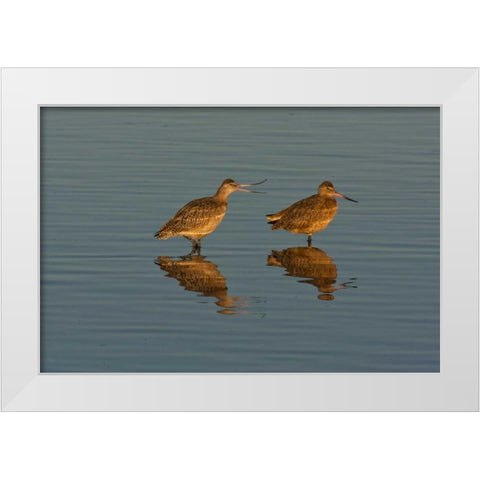 CA, Marbled godwits mating behavior White Modern Wood Framed Art Print by Illg, Cathy and Gordon