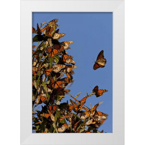 CA, San Luis Obispo Co, Monarchs in migration White Modern Wood Framed Art Print by Illg, Cathy and Gordon