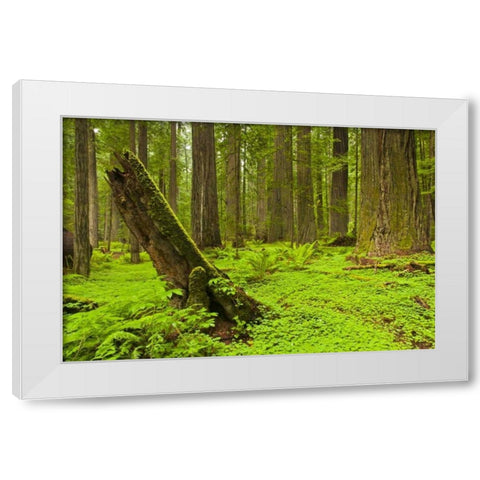 CA, Humboldt Redwoods SP Green forest scenic White Modern Wood Framed Art Print by Illg, Cathy and Gordon
