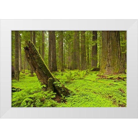 CA, Humboldt Redwoods SP Green forest scenic White Modern Wood Framed Art Print by Illg, Cathy and Gordon