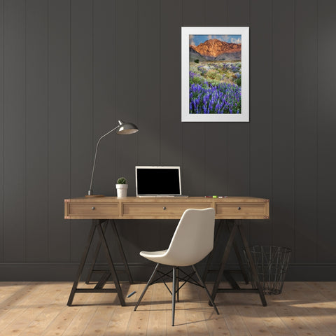 California Blooming lupine at Division Creek White Modern Wood Framed Art Print by Flaherty, Dennis