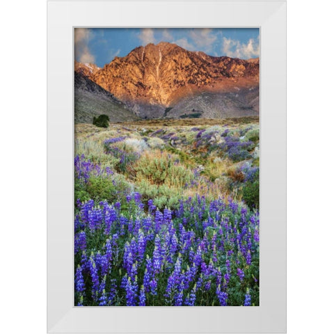 California Blooming lupine at Division Creek White Modern Wood Framed Art Print by Flaherty, Dennis