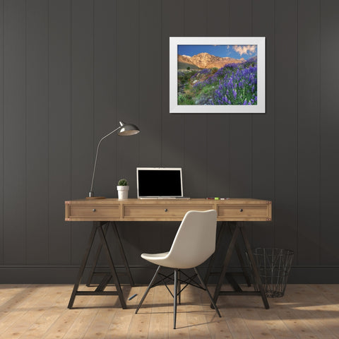 California Blooming lupine at Division Creek White Modern Wood Framed Art Print by Flaherty, Dennis