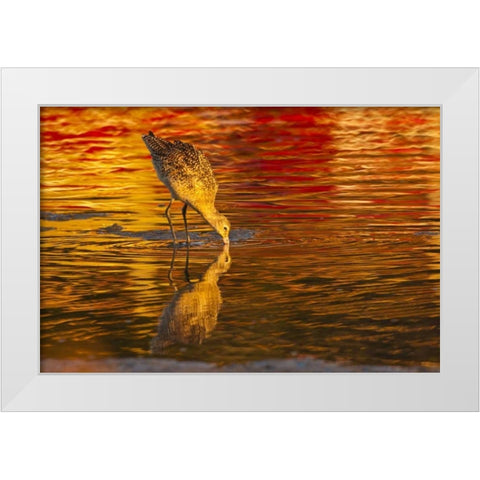 CA, San Luis Obispo Co Marbled godwit feeding White Modern Wood Framed Art Print by Illg, Cathy and Gordon