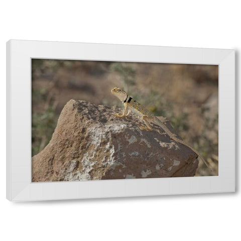 CA, Redding Canyon Great Basin collared lizard White Modern Wood Framed Art Print by Welling, Dave