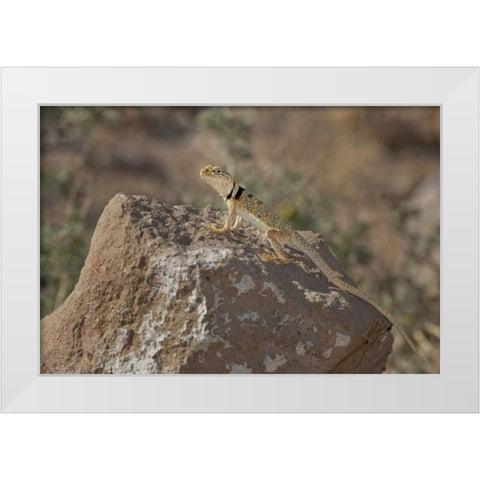 CA, Redding Canyon Great Basin collared lizard White Modern Wood Framed Art Print by Welling, Dave