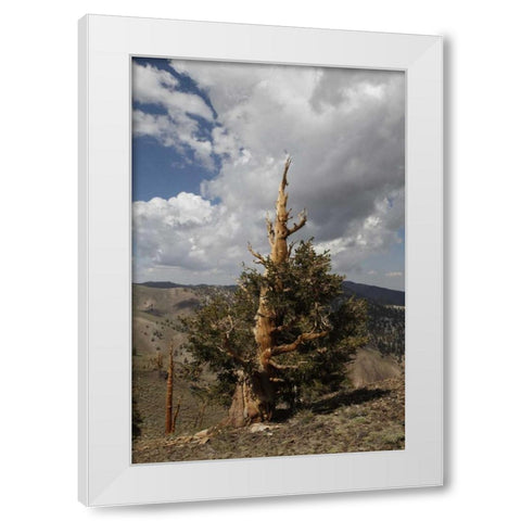 California, White Mts Ancient bristlecone pine White Modern Wood Framed Art Print by Flaherty, Dennis