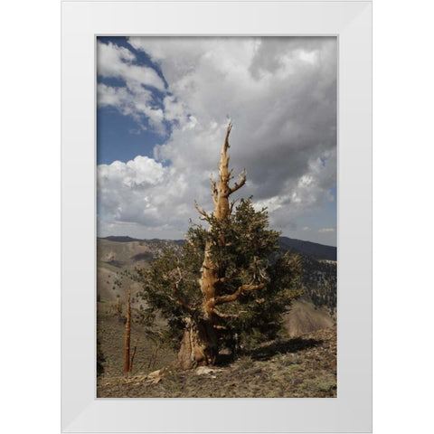 California, White Mts Ancient bristlecone pine White Modern Wood Framed Art Print by Flaherty, Dennis