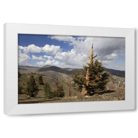 California, White Mts Ancient bristlecone pine White Modern Wood Framed Art Print by Flaherty, Dennis