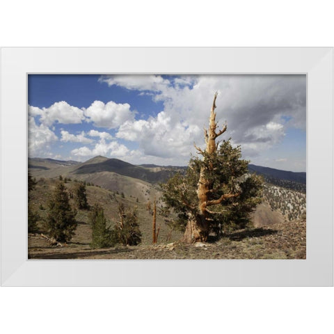 California, White Mts Ancient bristlecone pine White Modern Wood Framed Art Print by Flaherty, Dennis