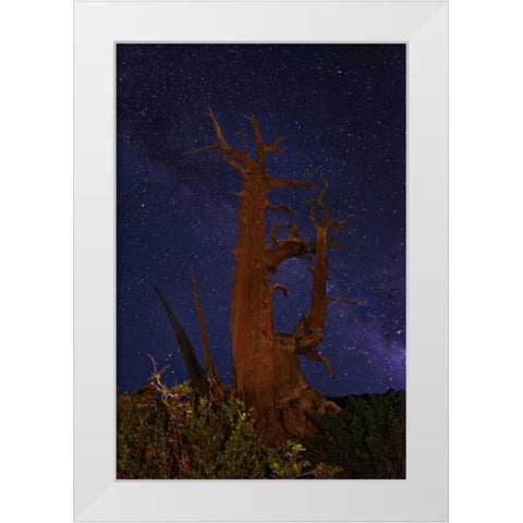 CA, White Mts A bristlecone pine and Milky Way White Modern Wood Framed Art Print by Flaherty, Dennis