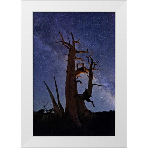 CA, White Mts A bristlecone pine and Milky Way White Modern Wood Framed Art Print by Flaherty, Dennis