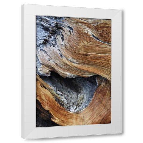 CA, White Mts Trunk of a bristlecone pine tree White Modern Wood Framed Art Print by Flaherty, Dennis