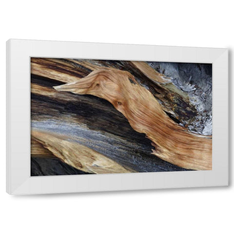 CA, White Mts Trunk of a bristlecone pine tree White Modern Wood Framed Art Print by Flaherty, Dennis